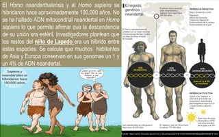 El Homo neanderthalensis y el Homo sapiens se
hibridaron hace aproximadamente 100,000 años. No
se ha hallado ADN mitocondrial neandertal en Homo
sapiens lo que permite afirmar que la descendencia
de su unión era estéril. Investigadores plantean que
los restos del niño de Lapedo era un híbrido entre
estas especies. Se calcula que muchos habitantes
de Asia y Europa conservan en sus genomas un 1 y
un 4% de ADN neandertal.
Fuente: https://www.elmundo.es/ciencia-y-salud/ciencia/2018/10/04/5bb5f436468aeb96048b4616.html
 
