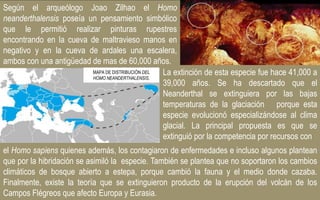 Según el arqueólogo Joao Zilhao el Homo
neanderthalensis poseía un pensamiento simbólico
que le permitió realizar pinturas rupestres
encontrando en la cueva de maltravieso manos en
negativo y en la cueva de ardales una escalera,
ambos con una antigüedad de mas de 60,000 años.
La extinción de esta especie fue hace 41,000 a
39,000 años. Se ha descartado que el
Neanderthal se extinguiera por las bajas
temperaturas de la glaciación porque esta
especie evolucionó especializándose al clima
glacial. La principal propuesta es que se
extinguió por la competencia por recursos con
el Homo sapiens quienes además, los contagiaron de enfermedades e incluso algunos plantean
que por la hibridación se asimiló la especie. También se plantea que no soportaron los cambios
climáticos de bosque abierto a estepa, porque cambió la fauna y el medio donde cazaba.
Finalmente, existe la teoría que se extinguieron producto de la erupción del volcán de los
Campos Flégreos que afecto Europa y Eurasia.
MAPA DE DISTRIBUCIÓN DEL
HOMO NEANDERTHALENSIS.
 