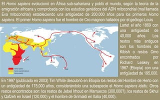 Lartet el año 1869 con
una antigüedad de
40,000 años. Los
restos más antiguos
son los hombres de
Kibish o restos Omo
encontrados por
Richard Leakey en
1967 (Etiopia) con una
antigüedad de 195,000.
El Homo sapiens evolucionó en África sub-sahariana y pobló el mundo, según la teoría de la
emigración africana y comprobada con los estudios genéticos del ADN mitocondrial (mal llamada
Eva mitocondrial) estableciendo una antigüedad de 200,000 años para los primeros Homo
sapiens. El primer Homo sapiens fue el hombre de Cro-magnon hallados por el geólogo Louis
En 1997 (publicado en 2003) Tim White descubrió en Etiopia los restos del Hombre de Herto con
un antigüedad de 175,000 años, considerándolo una subespecie el Homo sapiens idaltu. Otros
restos encontrados son: los restos de Jebel Irhoud en Marruecos (300,000?), los restos de Skhul
y Qafzeh en Israel (120,000) y el hombre de Grimaldi en Italia (40,000).
 