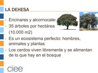 LA DEHESA

   Encinares y alcornocales
   35 árboles por hectárea
    (10.000 m2)
   Es un ecosistema perfecto: hombres,
    animales y plantas
   Los cerdos viven libremente y se alimentan
    de lo que hay en el bosque
 