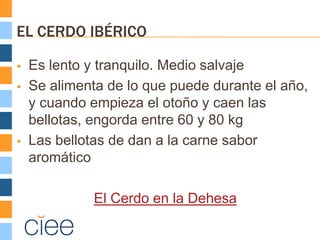 EL CERDO IBÉRICO

   Es lento y tranquilo. Medio salvaje
   Se alimenta de lo que puede durante el año,
    y cuando empieza el otoño y caen las
    bellotas, engorda entre 60 y 80 kg
   Las bellotas de dan a la carne sabor
    aromático

              El Cerdo en la Dehesa
 
