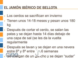 EL JAMÓN IBÉRICO DE BELLOTA

   Los cerdos se sacrifican en invierno
   Tienen unos 14-18 meses y pesan unos 180
    kg
   Después de cortar el cerdo, se salan las
    patas y se dejan hasta 14 días debajo de
    una capa de sal (se les da la vuelta
    regularmente
   Después se lavan y se dejan en una nevera
    entre 6º y 8º entre 4 y 6 semanas
   Se cuelgan de un gancho y se dejan “sudar”
 