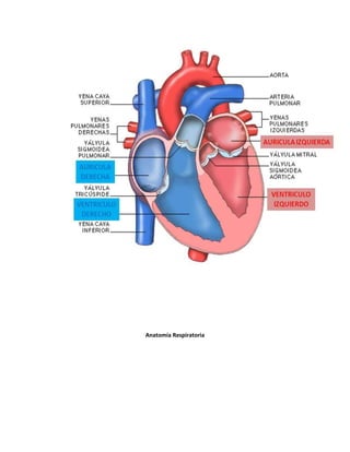 Anatomía Respiratoria
 