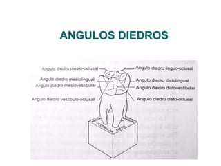ANGULOS DIEDROS
 