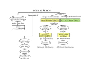 POLISACÁRIDOS
        son                                                            formados por
                             han perdido el
                                                 un tipo de monosacáridos varios tipos de monosacáridos
cadenas de cientos-
miles monosacáridos                            HOMOPOLISACÁRIDOS HETEROPOLISACÁRIDOS
 unidos entre sí por                                          con función
     enlace                                       reserva                    función
 O-GLUCOSÍDICO                                   energética                 estructural
                                                como el                      como la
                                               ALMIDÓN                    CELULOSA
                                              GLUCÓGENO                     QUITINA
                                              por la existencia de     por la existencia de
              poder reductor
                                                anómeros æ                  anómeros ß

               sabor dulce                fácilmente hidrolizables    dificilmente hidrolizables

              cristalización

              solubilidad en
                  agua
 