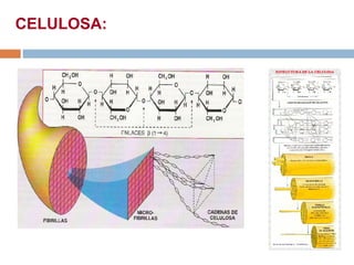 CELULOSA:
 