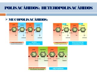 POLISACÁRIDOS: HETEROPOLISACÁRIDOS
 MUCOPOLISACÁRIDOS:
 