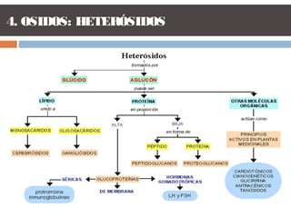 4. OSIDOS: HETERÓSIDOS
 