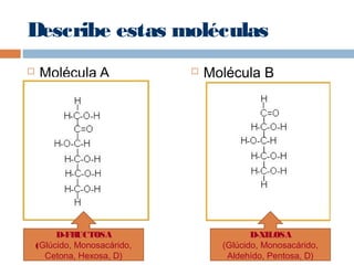 Describe estas moléculas
 Molécula A  Molécula B
D-FRUCTOSA
(Glúcido, Monosacárido,
Cetona, Hexosa, D)
D-XILOSA
(Glúcido, Monosacárido,
Aldehído, Pentosa, D)
 