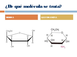 ¿De qué molécula se trata?
RIBOSA GLUCOSAMINA
 