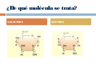¿De qué molécula se trata?
GALACTOSA GLUCOSA
 