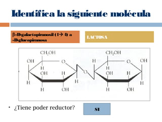 Identifica la siguiente molécula
 ¿Tiene poder reductor?
β-D-galactopiranosil (14) a
-D-glucopiranosa
LACTOSA
SI
 