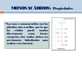 MONOSACÁRIDOS: Propiedades
Las osas o monosacáridos son los
glúcidos más sencillos, por lo que
las células puede usarlos
directamente como fuente
energética (los ósidos deben ser
previamente hidrolizados para
realizaresta función).
Las osas o monosacáridos son los
glúcidos más sencillos, por lo que
las células puede usarlos
directamente como fuente
energética (los ósidos deben ser
previamente hidrolizados para
realizaresta función).
 