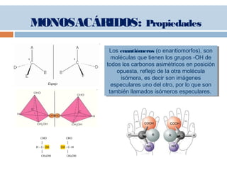 MONOSACÁRIDOS: Propiedades
Los enantiómeros (o enantiomorfos), son
moléculas que tienen los grupos -OH de
todos los carbonos asimétricos en posición
opuesta, reflejo de la otra molécula
isómera, es decir son imágenes
especulares uno del otro, por lo que son
también llamados isómeros especulares.
Los enantiómeros (o enantiomorfos), son
moléculas que tienen los grupos -OH de
todos los carbonos asimétricos en posición
opuesta, reflejo de la otra molécula
isómera, es decir son imágenes
especulares uno del otro, por lo que son
también llamados isómeros especulares.
 