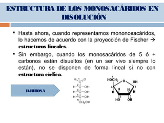 ESTRUCTURA DE LOS MONOSACÁRIDOS EN
DISOLUCIÓN
 Hasta ahora, cuando representamos mononosacáridos,
lo hacemos de acuerdo con la proyección de Fischer 
estructuras lineales.
 Sin embargo, cuando los monosacáridos de 5 ó +
carbonos están disueltos (en un ser vivo siempre lo
están), no se disponen de forma lineal si no con
estructura cíclica.
D-RIBOSA
 