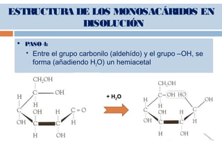  PASO4:
 Entre el grupo carbonilo (aldehído) y el grupo –OH, se
forma (añadiendo H2O) un hemiacetal
+ H2O
ESTRUCTURA DE LOS MONOSACÁRIDOS EN
DISOLUCIÓN
 