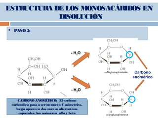  PASO 5:
- H2O
- H2O
CARBONO ANOMÉRICO: El carbono
carbonílico pasa a serun nuevo C asimétrico,
luego aparecen dos nuevas alternativas
espaciales, los anómeros alfa y beta
Carbono
anomérico
ESTRUCTURA DE LOS MONOSACÁRIDOS EN
DISOLUCIÓN
 