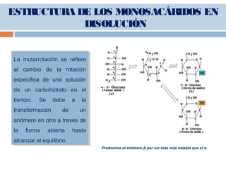 ESTRUCTURA DE LOS MONOSACÁRIDOS EN
DISOLUCIÓN
La mutarrotación se refiere
al cambio de la rotación
específica de una solución
de un carbohidrato en el
tiempo. Se debe a la
transformación de un
anómero en otro a través de
la forma abierta hasta
alcanzar el equilibrio.
La mutarrotación se refiere
al cambio de la rotación
específica de una solución
de un carbohidrato en el
tiempo. Se debe a la
transformación de un
anómero en otro a través de
la forma abierta hasta
alcanzar el equilibrio.
Predomina el anómero β por ser éste más estable que el α.
 
