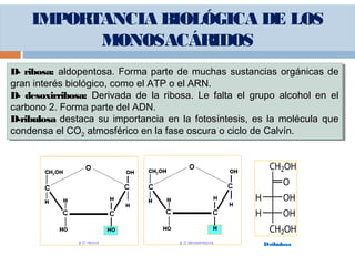 IMPORTANCIA BIOLÓGICA DE LOS
MONOSACÁRIDOS
D- ribosa: aldopentosa. Forma parte de muchas sustancias orgánicas de
gran interés biológico, como el ATP o el ARN.
D- desoxirribosa: Derivada de la ribosa. Le falta el grupo alcohol en el
carbono 2. Forma parte del ADN.
D-ribulosa destaca su importancia en la fotosíntesis, es la molécula que
condensa el CO2 atmosférico en la fase oscura o ciclo de Calvín.
D- ribosa: aldopentosa. Forma parte de muchas sustancias orgánicas de
gran interés biológico, como el ATP o el ARN.
D- desoxirribosa: Derivada de la ribosa. Le falta el grupo alcohol en el
carbono 2. Forma parte del ADN.
D-ribulosa destaca su importancia en la fotosíntesis, es la molécula que
condensa el CO2 atmosférico en la fase oscura o ciclo de Calvín.
D-ribulosa
 