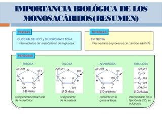 IMPORTANCIA BIOLÓGICA DE LOS
MONOSACÁRIDOS(RESUMEN)
 