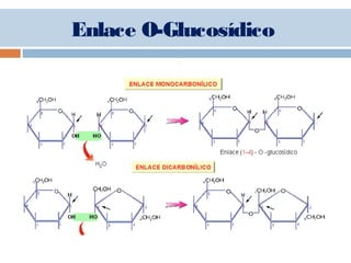 Enlace O-Glucosídico
 