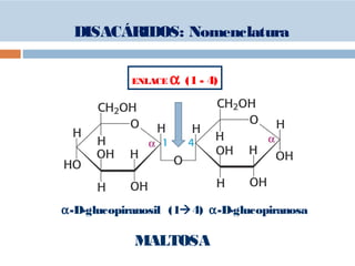 α-D-glucopiranosil (14) α-D-glucopiranosa
MALTOSA
ENLACE α (1 - 4)
DISACÁRIDOS: Nomenclatura
 