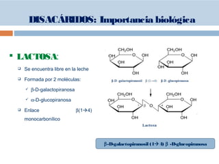  LACTOSA:
 Se encuentra libre en la leche
 Formada por 2 moléculas:
 β-D-galactopiranosa
 α-D-glucopiranosa
 Enlace β(14)
monocarbonílico
β-D-galactopiranosil (14) β -D-glucopiranosa
DISACÁRIDOS: Importancia biológica
 
