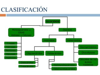 CLASIFICACIÓN
GLÚCIDOS
Monosacáridos u
OSAS
Aldosas y Cetosas
ÓSIDOS
Triosas
Tetrosas
Pentosas
Hexosas
Heptosas
Holósidos Heterósidos
Oligosacáridos Polisacáridos
Disacáridos
Trisacáridos
Homopolisacáridos
Heteropolisacáridos
Glucoproteidos
Glucolípidos
Glúcidos de los
ácidos
nucleicos
 