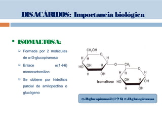  ISOMALTOSA:
 Formada por 2 moléculas
de α-D-glucopiranosa
 Enlace α(16)
monocarbonílico
 Se obtiene por hidrólisis
parcial de amilopectina o
glucógeno
α-D-glucopiranosil (16) α-D-glucopiranosa
DISACÁRIDOS: Importancia biológica
 