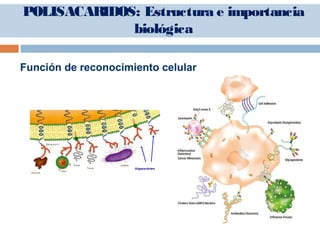 Función de reconocimiento celular
POLISACARIDOS: Estructura e importancia
biológica
 