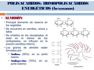  ALMIDÓN:
 Principal elemento de reserva en
los vegetales
 Se encuentra en semillas, raíces y
tallos
 Se sintetiza en los cloroplastos, al
estar en el interior de los
amiloplastos, no influyen en la
presión osmótica interna.
 Los granos de almidón están
formados por:
 Amilosa (30%): en su parte
interior
 Amilopectina (70%): en su
parte externa
amilopectina
POLISACARIDOS: HOMOPOLISACÁRIDOS
ENERGÉTICOS (hexosanas)
 