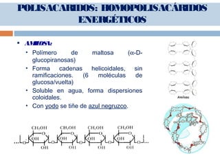  AMILOSA:
 Polímero de maltosa (α-D-
glucopiranosas)
 Forma cadenas helicoidales, sin
ramificaciones. (6 moléculas de
glucosa/vuelta)
 Soluble en agua, forma dispersiones
coloidales.
 Con yodo se tiñe de azul negruzco.
POLISACARIDOS: HOMOPOLISACÁRIDOS
ENERGÉTICOS
 