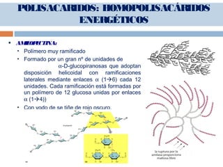  AMILOPECTINA:
 Polímero muy ramificado
 Formado por un gran nº de unidades de
α-D-glucopiranosas que adoptan
disposición helicoidal con ramificaciones
laterales mediante enlaces α (16) cada 12
unidades. Cada ramificación está formadas por
un polímero de 12 glucosa unidas por enlaces
α (14))
 Con yodo de se tiñe de rojo oscuro.
POLISACARIDOS: HOMOPOLISACÁRIDOS
ENERGÉTICOS
 