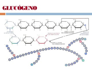 GLUCÓGENO
 