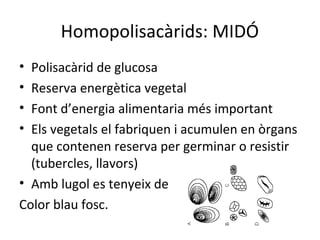 Homopolisacàrids: MIDÓ
• Polisacàrid de glucosa
• Reserva energètica vegetal
• Font d’energia alimentaria més important
• Els vegetals el fabriquen i acumulen en òrgans
  que contenen reserva per germinar o resistir
  (tubercles, llavors)
• Amb lugol es tenyeix de
Color blau fosc.
 