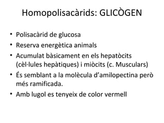Homopolisacàrids: GLICÒGEN

• Polisacàrid de glucosa
• Reserva energètica animals
• Acumulat bàsicament en els hepatòcits
  (cèl·lules hepàtiques) i miòcits (c. Musculars)
• És semblant a la molècula d’amilopectina però
  més ramificada.
• Amb lugol es tenyeix de color vermell
 
