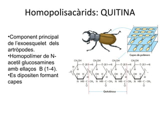 Homopolisacàrids: QUITINA

•Component principal
de l’exoesquelet dels
artròpodes.
•Homopolímer de N-
acetil glucosamines
amb ellaços B (1-4).
•Es dipositen formant
capes
 