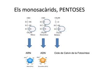 Els monosacàrids, PENTOSES




    ARN   ADN   Cicle de Calvin de la Fotosíntesi
 