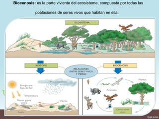 Biocenosis: es la parte viviente del ecosistema, compuesta por todas las

            poblaciones de seres vivos que habitan en ella.
 