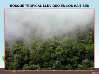 BOSQUE TROPICAL LLUVIOSO EN LOS HAITISES
 