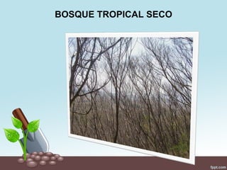 BOSQUE TROPICAL SECO
 