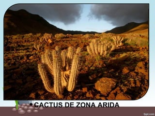  CACTUS DE ZONA ARIDA
 