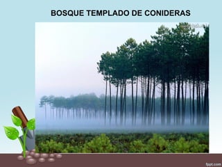 BOSQUE TEMPLADO DE CONIDERAS
 