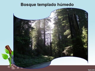 Bosque templado húmedo
 