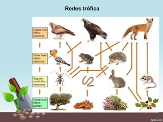 Redes trófica
 