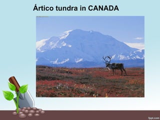 Ártico tundra in CANADA
 