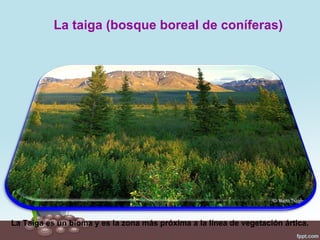 La taiga (bosque boreal de coníferas)




La Taiga es un bioma y es la zona más próxima a la línea de vegetación ártica.
 