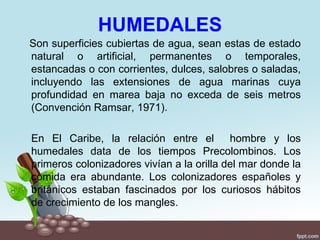 HUMEDALES
Son superficies cubiertas de agua, sean estas de estado
natural o artificial, permanentes o temporales,
estancadas o con corrientes, dulces, salobres o saladas,
incluyendo las extensiones de agua marinas cuya
profundidad en marea baja no exceda de seis metros
(Convención Ramsar, 1971).

En El Caribe, la relación entre el hombre y los
humedales data de los tiempos Precolombinos. Los
primeros colonizadores vivían a la orilla del mar donde la
comida era abundante. Los colonizadores españoles y
británicos estaban fascinados por los curiosos hábitos
de crecimiento de los mangles.
 