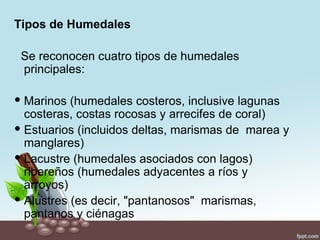 Tipos de Humedales

 Se reconocen cuatro tipos de humedales
 principales:

 Marinos (humedales costeros, inclusive lagunas
  costeras, costas rocosas y arrecifes de coral)
 Estuarios (incluidos deltas, marismas de marea y
  manglares)
 Lacustre (humedales asociados con lagos)
  ribereños (humedales adyacentes a ríos y
  arroyos)
 Alustres (es decir, "pantanosos" marismas,
  pantanos y ciénagas
 