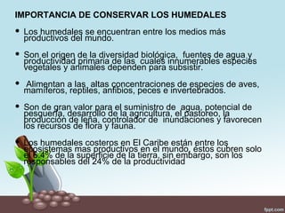 IMPORTANCIA DE CONSERVAR LOS HUMEDALES
 Los humedales se encuentran entre los medios más
  productivos del mundo.
 Son el origen de la diversidad biológica, fuentes de agua y
  productividad primaria de las cuales innumerables especies
  vegetales y animales dependen para subsistir.
 Alimentan a las altas concentraciones de especies de aves,
  mamíferos, reptiles, anfibios, peces e invertebrados.
 Son de gran valor para el suministro de agua, potencial de
  pesquería, desarrollo de la agricultura, el pastoreo, la
  producción de leña, controlador de inundaciones y favorecen
  los recursos de flora y fauna.
 Los humedales costeros en El Caribe están entre los
  ecosistemas mas productivos en el mundo, éstos cubren solo
  el 6.4% de la superficie de la tierra, sin embargo, son los
  responsables del 24% de la productividad
 